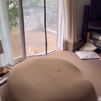 音に反応して振り返る柴犬