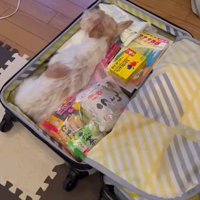 荷物を枕にしてゴロン♪