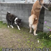 塀をのぞく犬と歩く犬