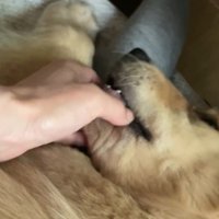 るこる君がママさんに甘えると…