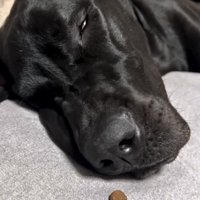 フードの前で眠る犬