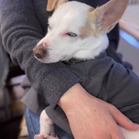 人の腕の中で目を閉じて眠る犬