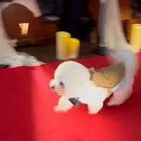 ミロちゃんがリングドッグに挑戦8