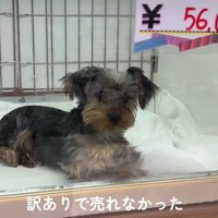 売れ残ったポロちゃん