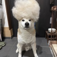 抜け毛玉