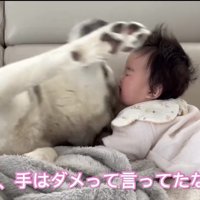 赤ちゃんへ前脚を伸ばす犬