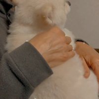 撫でてもらう小型犬