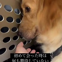 2歳の大型犬を保護
