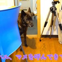 ハルヱちゃんに「呼んできて」とお願い