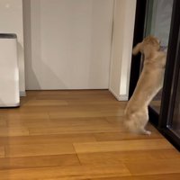 家族を待つ小型犬