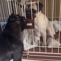 おはぎちゃん＆ちまき君の脱走劇5