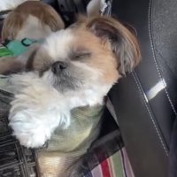 ZZZ…