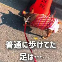 出会ったときは11歳