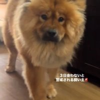 至近距離まできたうーちゃん