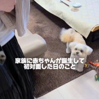 見上げる犬