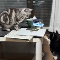 一緒に暮らす猫ちゃん