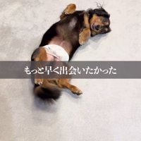 床の上に仰向けになってしっぽを振る犬