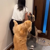 手前から飛びかかる