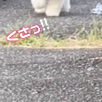 男性のハンカチを置いたまま散歩を続ける犬