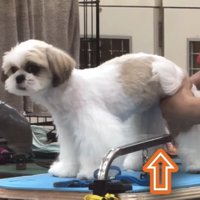 カットされる犬1