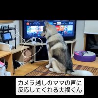 吠える犬