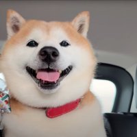 笑顔の柴犬