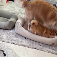 大喜びのわんこたち