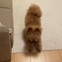 ハッピーちゃんの伏せ4