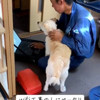お兄さんにべったりなモップさん