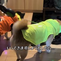 玄関で俯く柴犬たち
