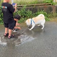 水たまりで遊ぶスズちゃんたち5