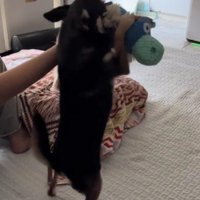 新しいおもちゃを用意