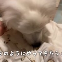 子煩悩なシュシュちゃん