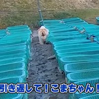 泥にハマったこまめちゃん