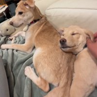 女性に撫でられて目をつむる犬