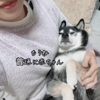 女性の腕に包まれて寝る黒柴