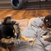 よもぎ君VSしょうぶ君の喧嘩2