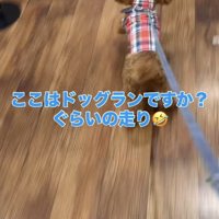ドッグラン並みに走るトイプー