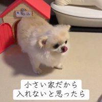 舌を出す犬