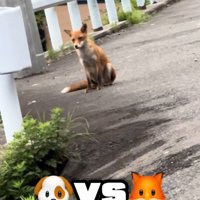 お散歩中にキツネに遭遇したことも