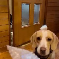 隙間から覗くマルタくん1