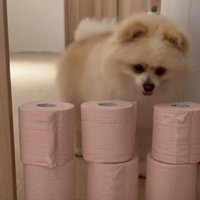 トイレットペーパーチャレンジ！！
