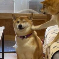 明らかに迷惑そうなお顔