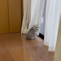 飼い主