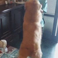 ピョンピョン跳ねて喜ぶテンちゃん