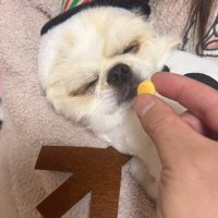 ぽてと君の瞬発力2