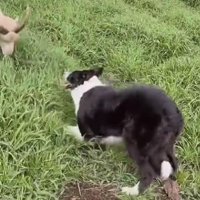 羊さんが狙いを定めて…