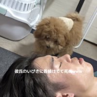 寝ている男性のもとへ歩いていくトイプー