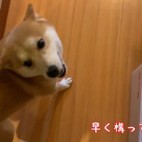 急かしながら一緒にお部屋へ