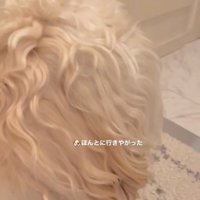 背中を向けた犬の後ろ姿